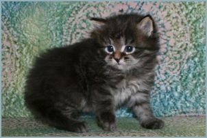 Male Siberian Kitten from Deedlebug Siberians